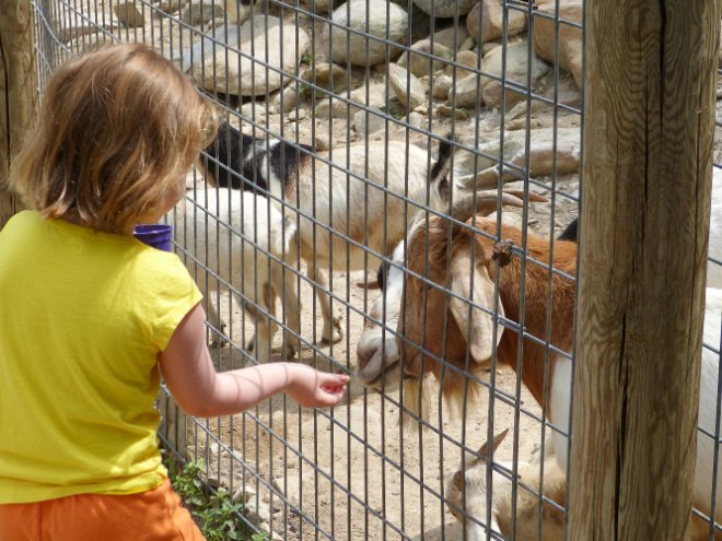 Petting Zoo